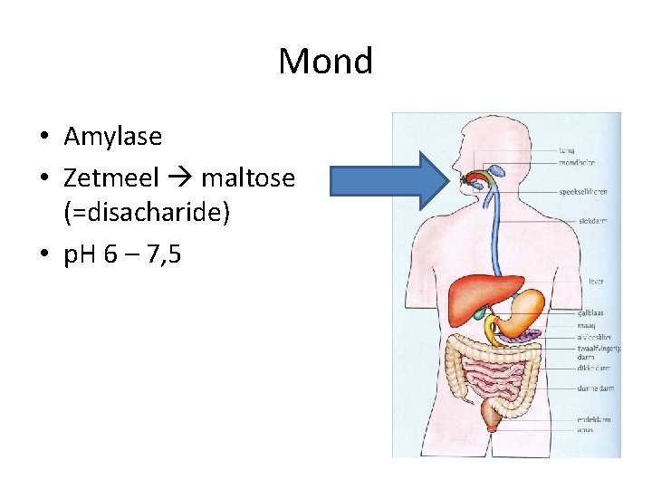 Mond • Amylase • Zetmeel maltose (=disacharide) • p. H 6 – 7, 5