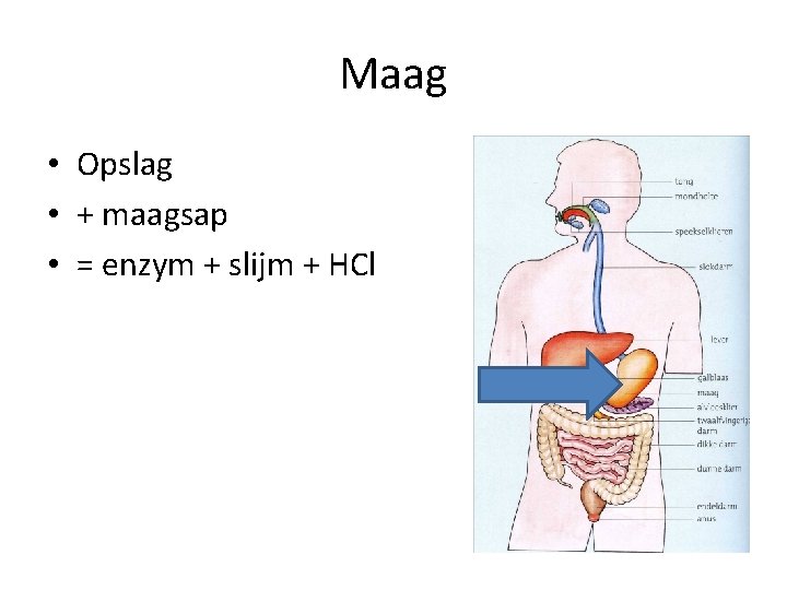 Maag • Opslag • + maagsap • = enzym + slijm + HCl 