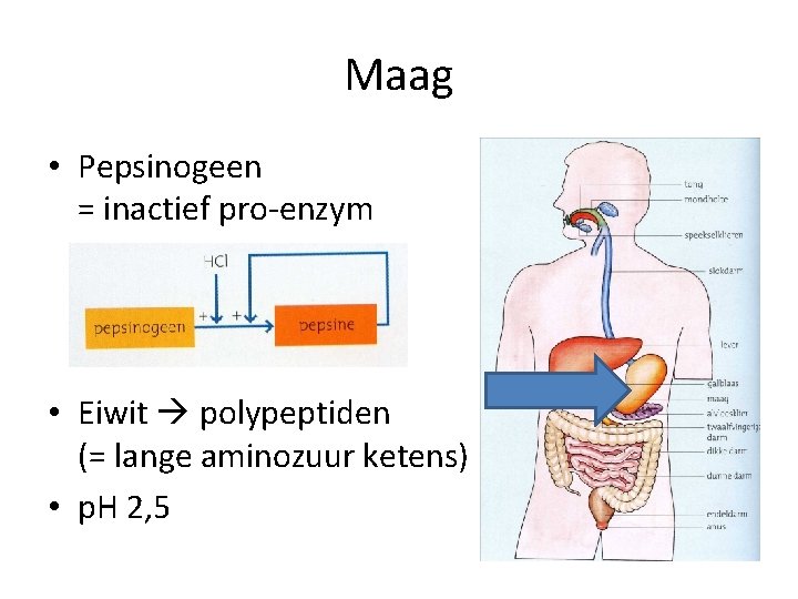 Maag • Pepsinogeen = inactief pro-enzym • Eiwit polypeptiden (= lange aminozuur ketens) •