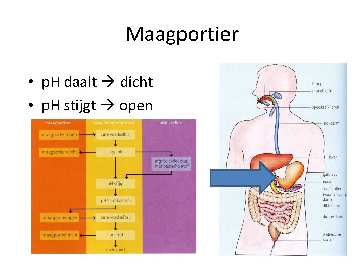 Maagportier • p. H daalt dicht • p. H stijgt open 