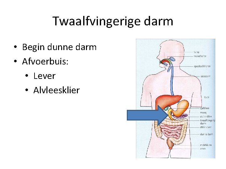 Twaalfvingerige darm • Begin dunne darm • Afvoerbuis: • Lever • Alvleesklier 