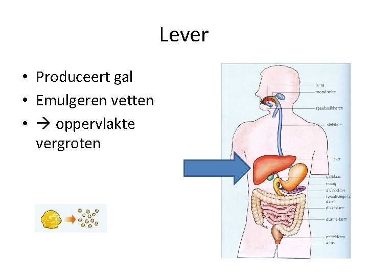 Lever • Produceert gal • Emulgeren vetten • oppervlakte vergroten 