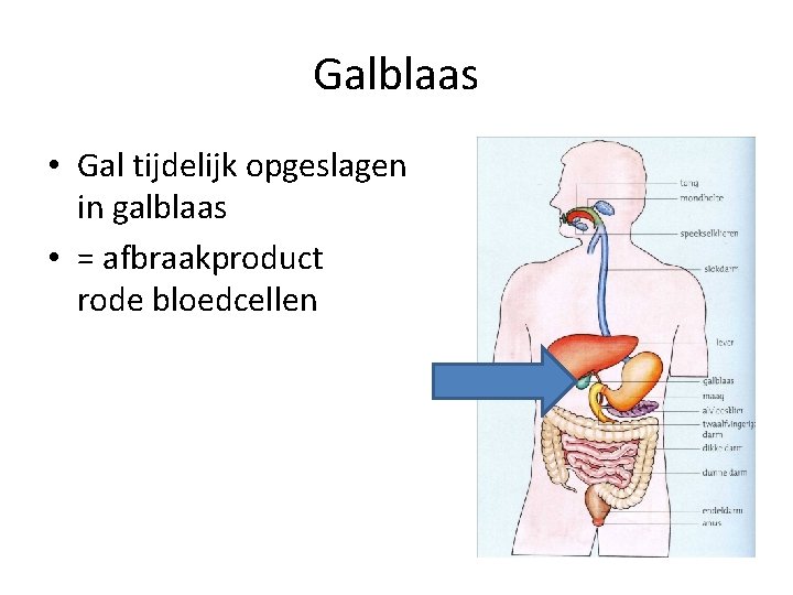 Galblaas • Gal tijdelijk opgeslagen in galblaas • = afbraakproduct rode bloedcellen 