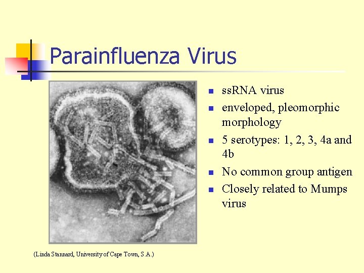 Parainfluenza Virus n n n (Linda Stannard, University of Cape Town, S. A. )