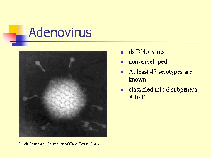 Adenovirus n ds DNA virus n non-enveloped n n (Linda Stannard, University of Cape
