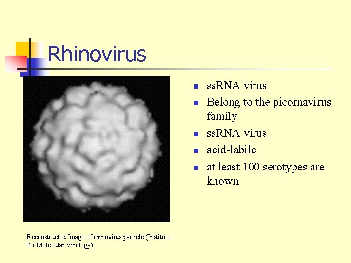 Rhinovirus n n n Reconstructed Image of rhinovirus particle (Institute for Molecular Virology) ss.