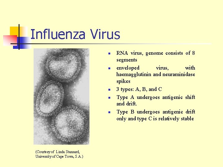 Influenza Virus n n n (Courtesy of Linda Stannard, University of Cape Town, S.