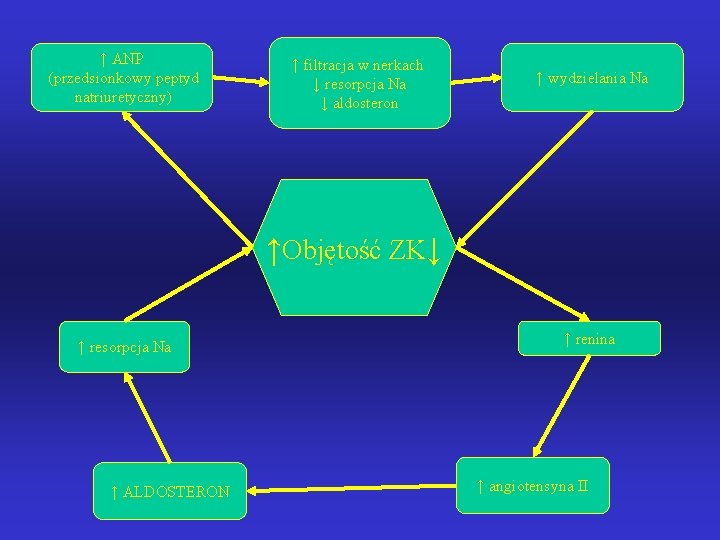 ↑ ANP (przedsionkowy peptyd natriuretyczny) ↑ filtracja w nerkach ↓ resorpcja Na ↓ aldosteron