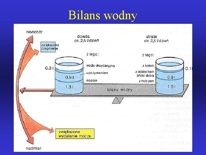 Bilans wodny 