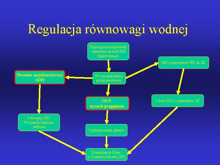 Regulacja równowagi wodnej Fizjologiczna odpowiedz organizmu na brak H 20 (hipowolemie) H 2 O