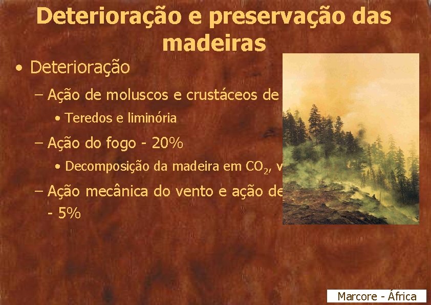 Deterioração e preservação das madeiras • Deterioração – Ação de moluscos e crustáceos de