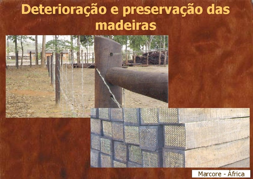 Deterioração e preservação das madeiras Marcore - África 