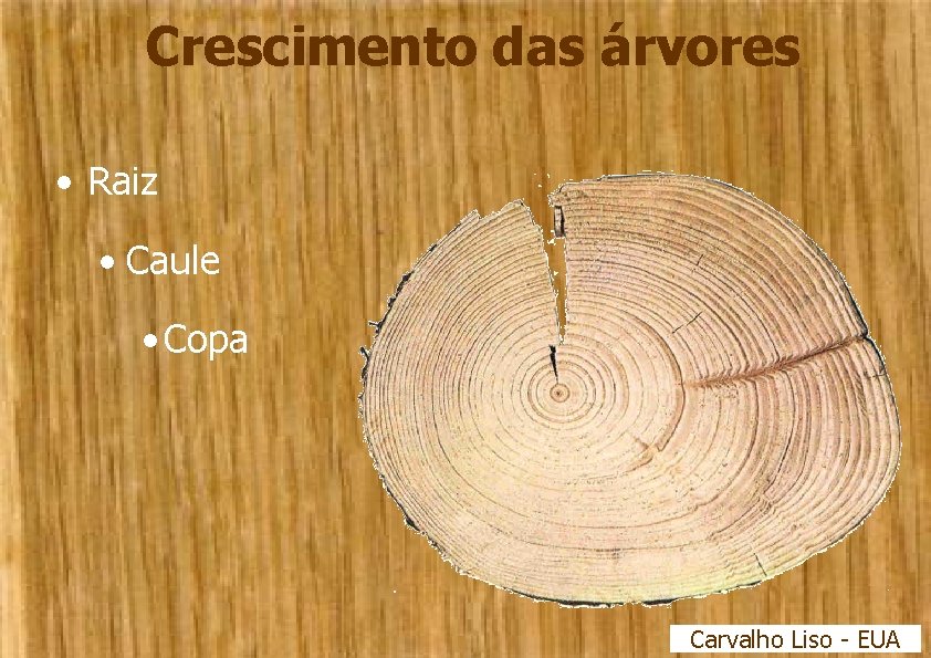 Crescimento das árvores • Raiz • Caule • Copa Carvalho Liso - EUA 