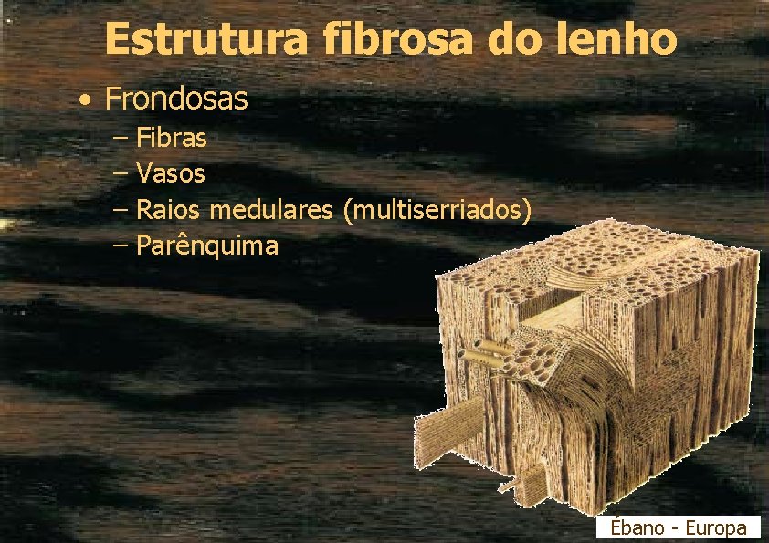 Estrutura fibrosa do lenho • Frondosas – Fibras – Vasos – Raios medulares (multiserriados)