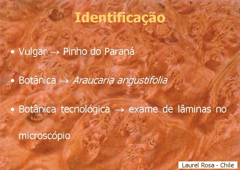 Identificação • Vulgar Pinho do Paraná • Botânica Araucaria angustifolia • Botânica tecnológica exame