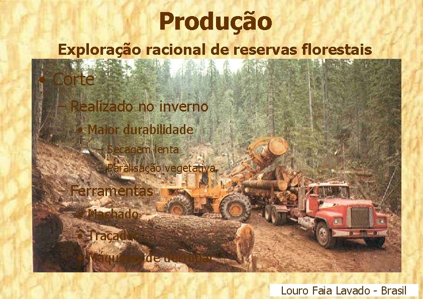 Produção Exploração racional de reservas florestais • Corte – Realizado no inverno • Maior