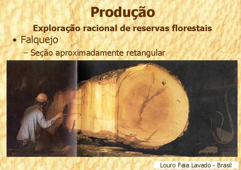Produção Exploração racional de reservas florestais • Falquejo – Seção aproximadamente retangular Louro Faia