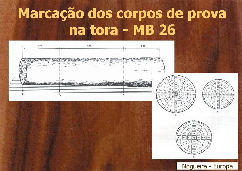 Marcação dos corpos de prova na tora - MB 26 Nogueira - Europa 