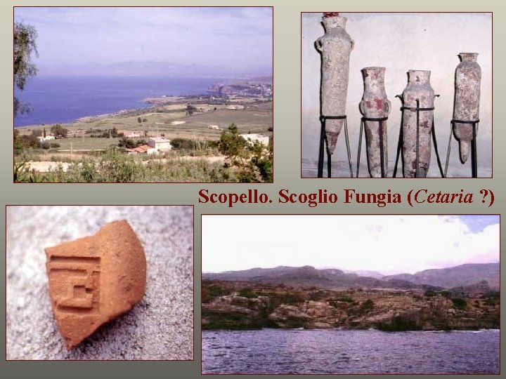 Scopello. Scoglio Fungia (Cetaria ? ) 