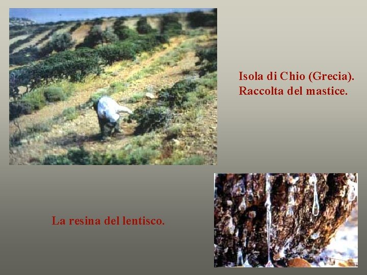 Isola di Chio (Grecia). Raccolta del mastice. La resina del lentisco. 