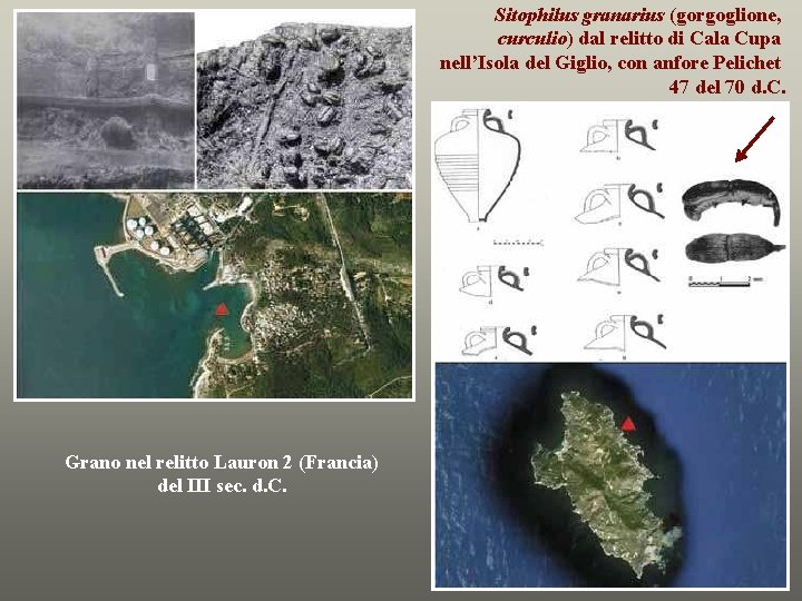 Sitophilus granarius (gorgoglione, curculio) dal relitto di Cala Cupa nell’Isola del Giglio, con anfore