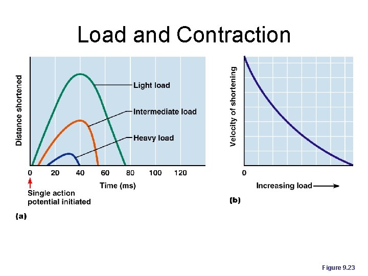 Load and Contraction Figure 9. 23 