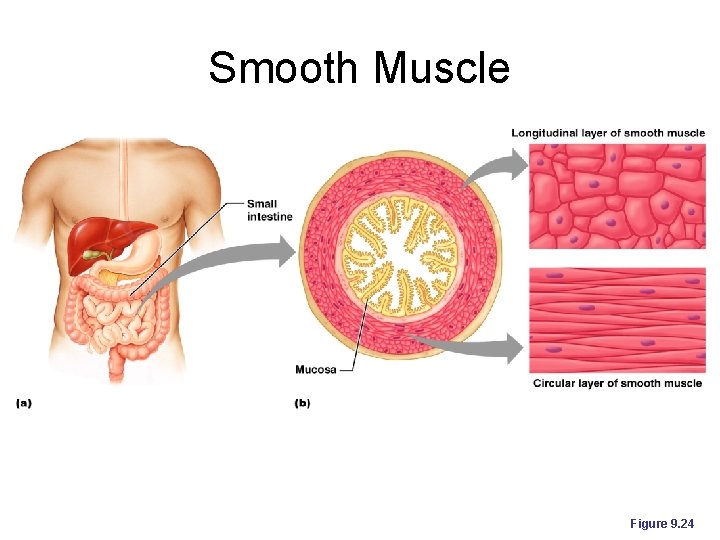 Smooth Muscle Figure 9. 24 