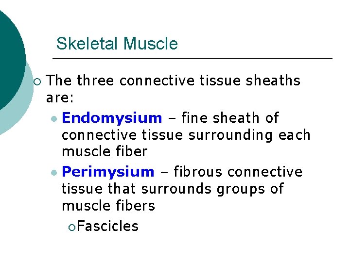 Skeletal Muscle ¡ The three connective tissue sheaths are: l Endomysium – fine sheath