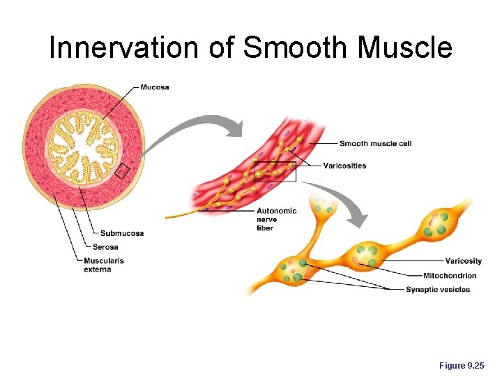 Innervation of Smooth Muscle Figure 9. 25 