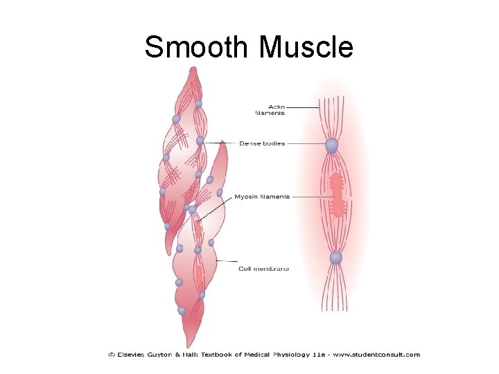 Smooth Muscle 