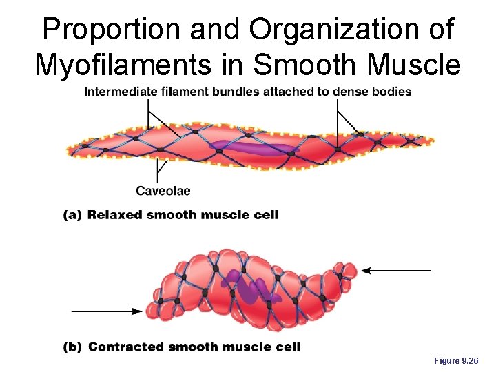 Proportion and Organization of Myofilaments in Smooth Muscle Figure 9. 26 