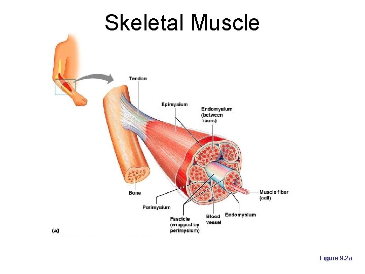 Skeletal Muscle Figure 9. 2 a 