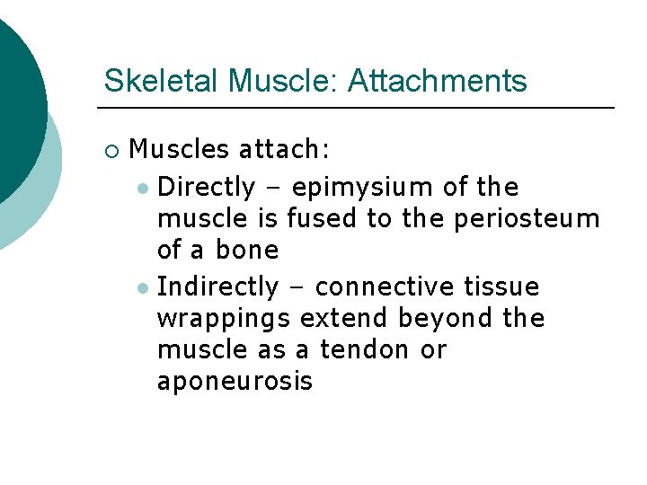 Skeletal Muscle: Attachments ¡ Muscles attach: l Directly – epimysium of the muscle is Skeletal Muscle: Attachments ¡ Muscles attach: l Directly – epimysium of the muscle is