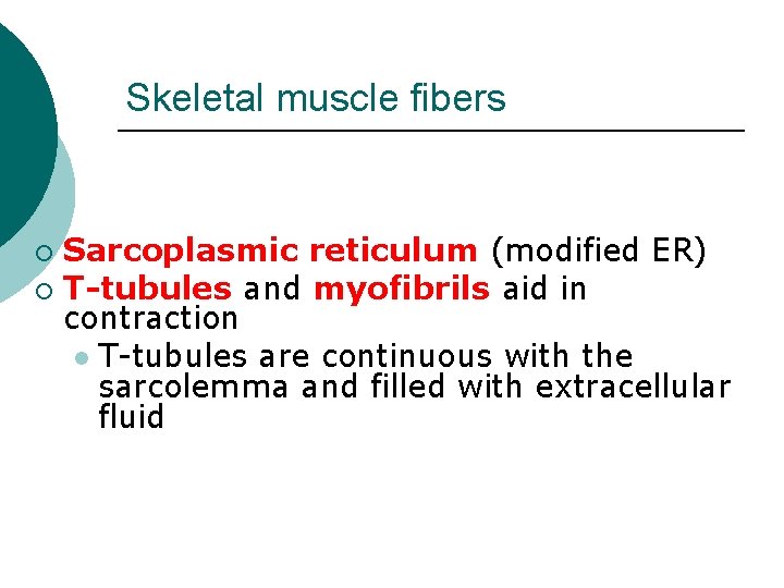 Skeletal muscle fibers Sarcoplasmic reticulum (modified ER) ¡ T-tubules and myofibrils aid in contraction