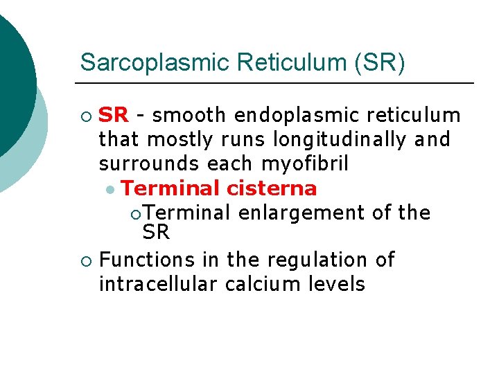 Sarcoplasmic Reticulum (SR) SR - smooth endoplasmic reticulum that mostly runs longitudinally and surrounds