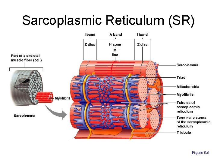 Sarcoplasmic Reticulum (SR) Figure 9. 5 