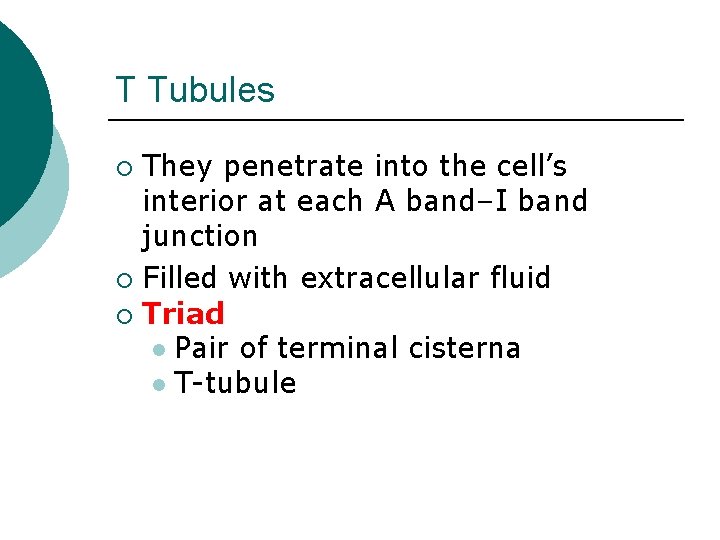T Tubules They penetrate into the cell’s interior at each A band–I band junction T Tubules They penetrate into the cell’s interior at each A band–I band junction