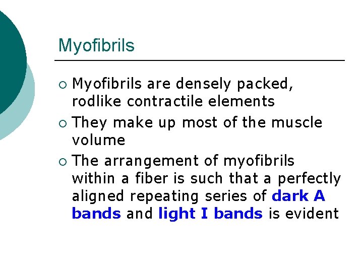 Myofibrils are densely packed, rodlike contractile elements ¡ They make up most of the