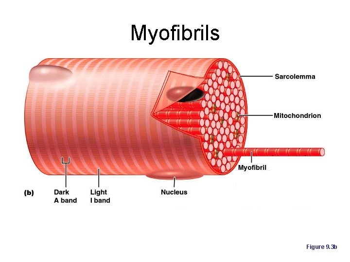 Myofibrils Figure 9. 3 b Myofibrils Figure 9. 3 b