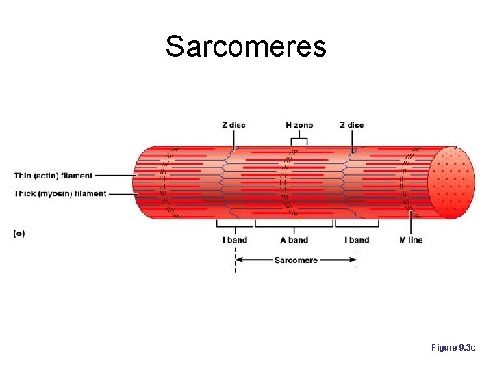 Sarcomeres Figure 9. 3 c 