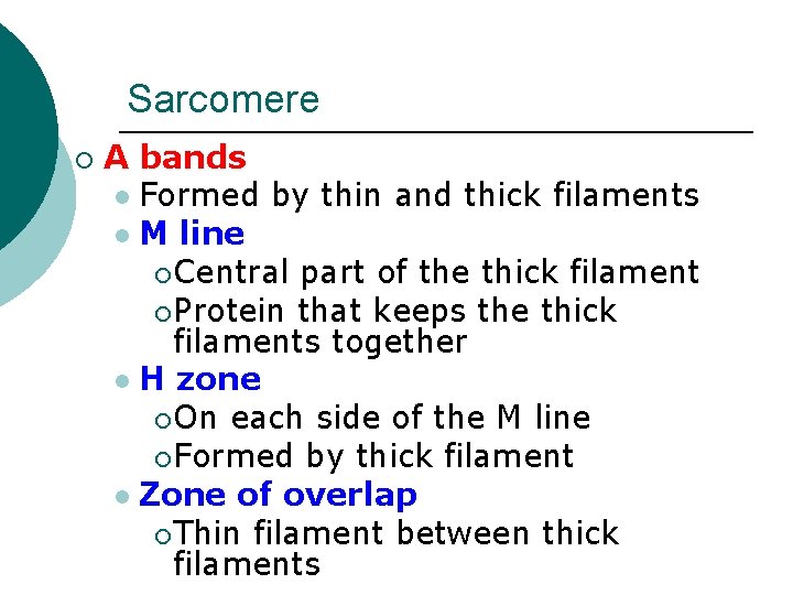 Sarcomere ¡ A bands l Formed by thin and thick filaments l M line