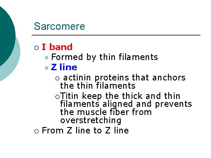 Sarcomere I band l Formed by thin filaments l Z line ¡ actinin proteins