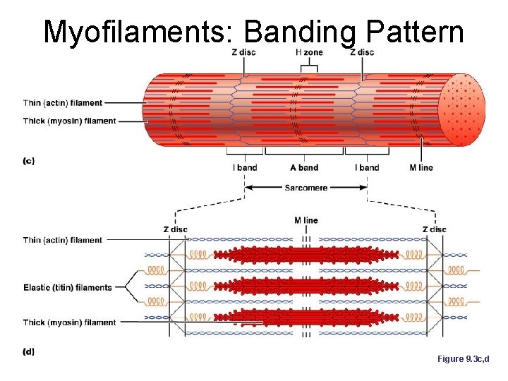 Myofilaments: Banding Pattern Figure 9. 3 c, d 