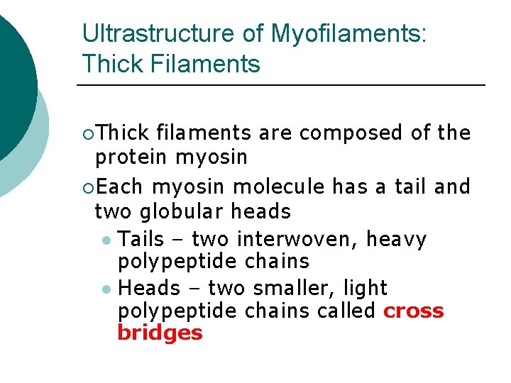 Ultrastructure of Myofilaments: Thick Filaments ¡Thick filaments are composed of the protein myosin ¡Each