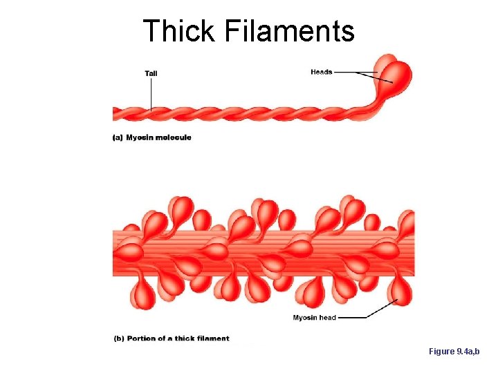 Thick Filaments Figure 9. 4 a, b 