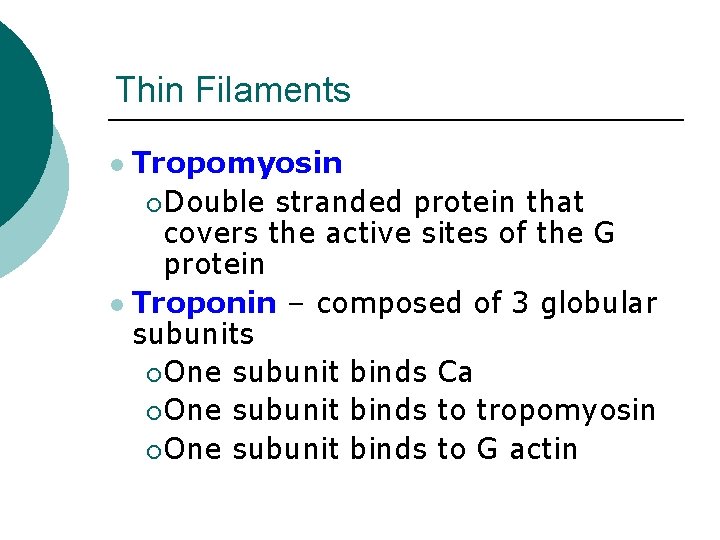 Thin Filaments Tropomyosin ¡ Double stranded protein that covers the active sites of the