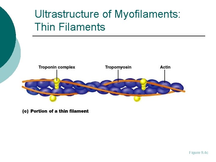 Ultrastructure of Myofilaments: Thin Filaments Figure 9. 4 c 