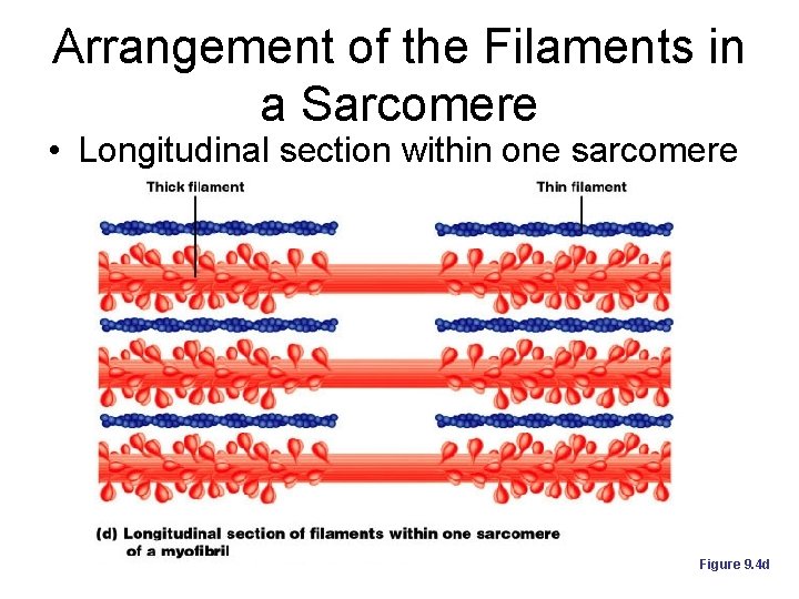 Arrangement of the Filaments in a Sarcomere • Longitudinal section within one sarcomere Figure