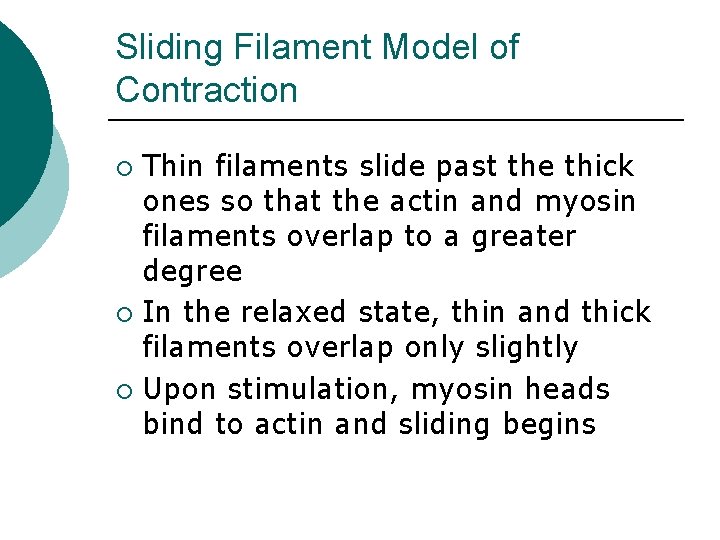 Sliding Filament Model of Contraction Thin filaments slide past the thick ones so that