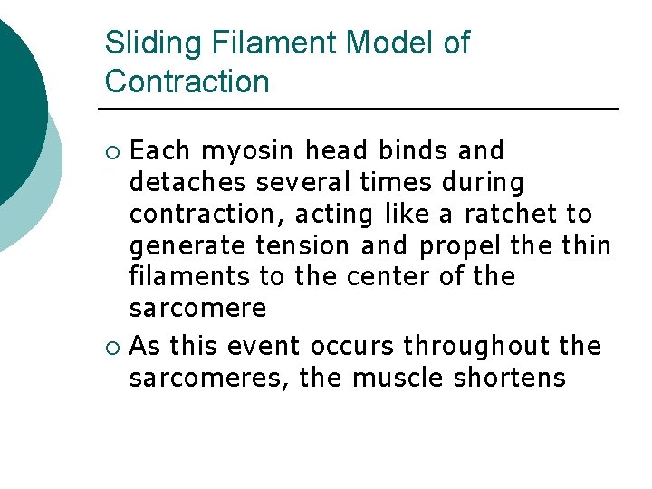 Sliding Filament Model of Contraction Each myosin head binds and detaches several times during